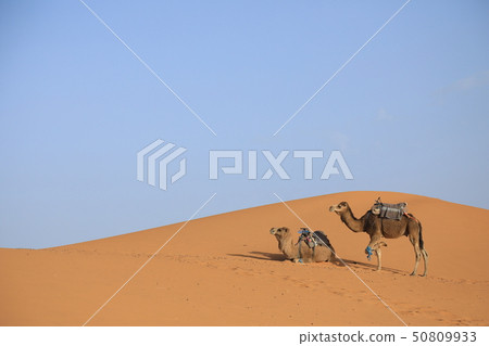 Camels in the Sahara Desert are cute Camels in the Sahara Desert are cute 50809933