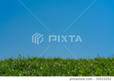 Blue sky and grass (focus in front of grass) Blue sky and grass (focus in front of grass) 50810262