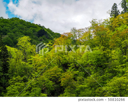 新鮮的綠色生苔山 50810266