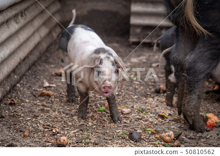 Saddleback piglet in a pigsty on a farm 50810562