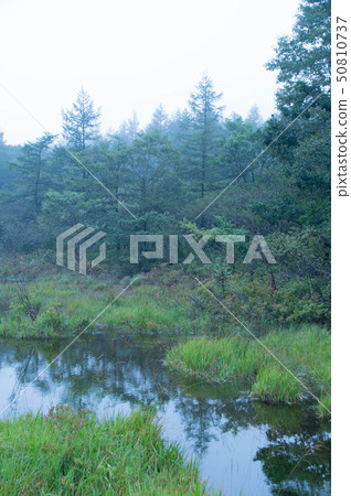 Misty Marsh 50810737