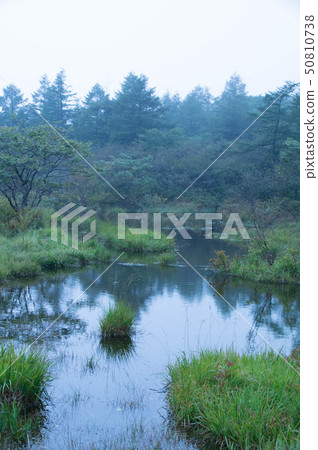 Misty Marsh Misty Marsh 50810738