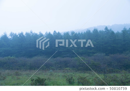 Misty Marsh Misty Marsh 50810739