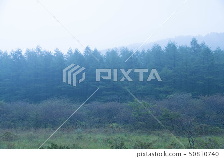 Misty Marsh Misty Marsh 50810740
