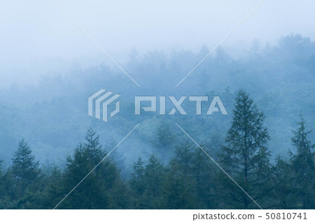 Misty Marsh Misty Marsh 50810741