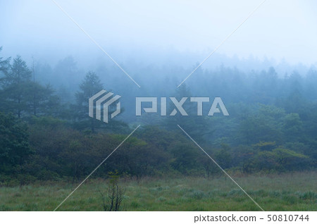 Misty Marsh Misty Marsh 50810744