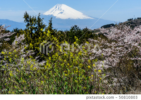 富士山（Hakonan） 50810803