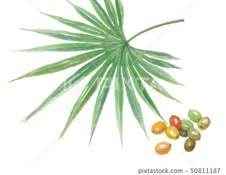 鋸棕櫚葉和果實 鋸棕櫚葉和果實 50811187