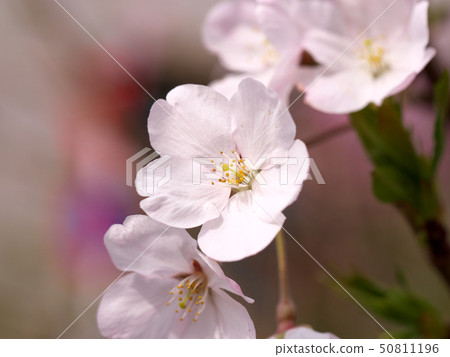 櫻花和花特寫鏡頭在盛開在春天 50811196