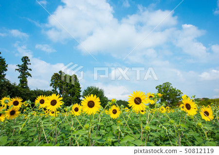 sunflower	 50812119