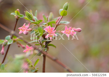 Pink Uguiskagra Flower Blooming 50812294