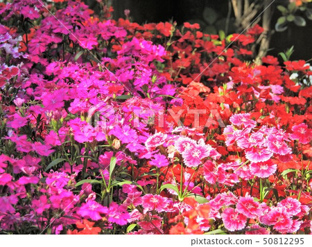 Dianthus flower 50812295