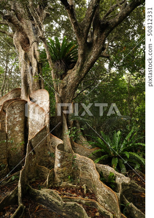 西表島的叢林 50812331