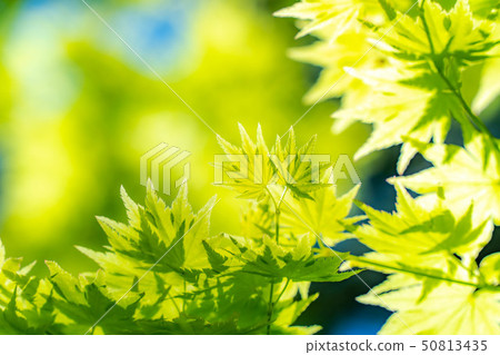 New green healing [Nagano Prefecture] 50813435