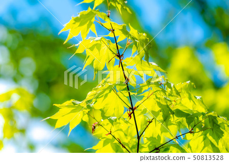 New green healing [Nagano Prefecture] 50813528