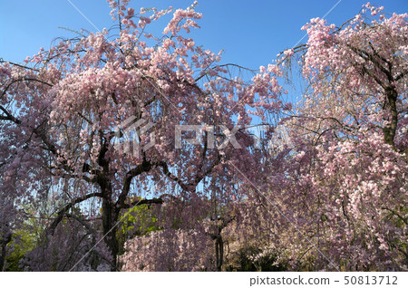 二條城的Shinagarezakura 二條城的Shinagarezakura 50813712