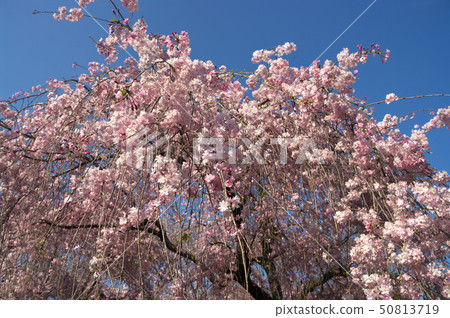 Shinagarezakura of Nijo Castle 50813719