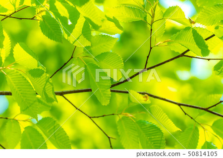 New green healing [Nagano Prefecture] 50814105