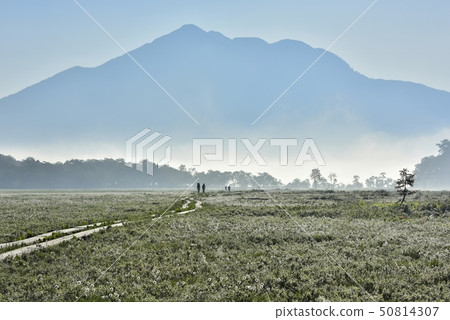 Watasuge and wooden path in the morning fog of Ozegahara 50814307