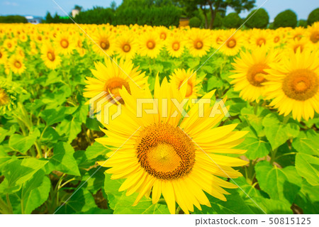 sunflower	 sunflower	 50815125