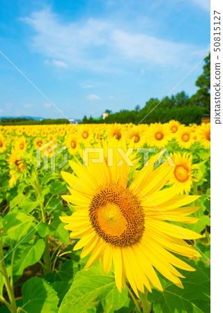 sunflower	 sunflower	 50815127