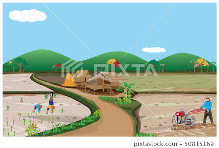 farmer transplant rice seeding - Stock Illustration [50815169] - PIXTA