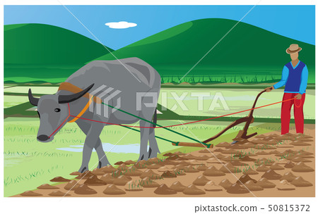 Farmer Plow In Paddy Field - Stock Illustration [50815372] - PIXTA