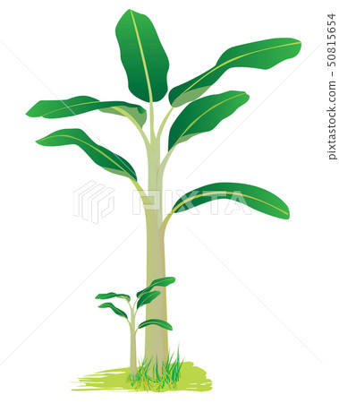 banana plant vector design 50815654