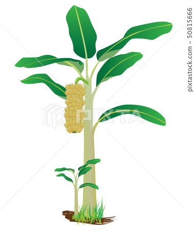 banana plant vector design 50815666