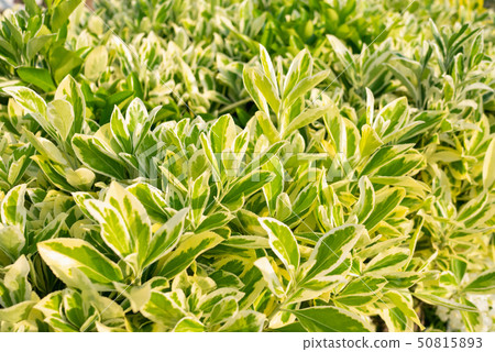 杜松子酒 50815893