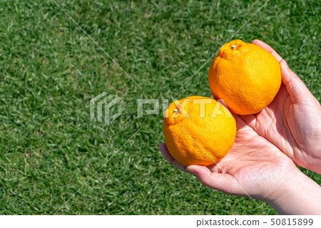 A Dekopon orange in hand and a spring scene on a lawn. A Dekopon orange in hand and a spring scene on a lawn. 50815899