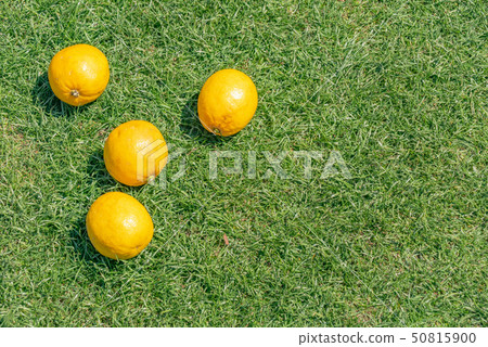 Citrus fruits on the park's lawn Citrus fruits on the park's lawn 50815900