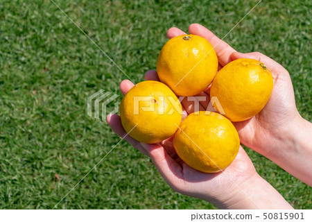 Ripe citrus fruits held in the hand 50815901