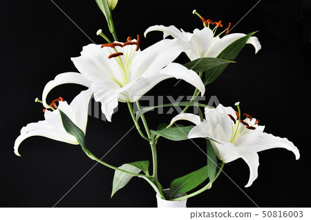 White lily on black background White lily on black background 50816003