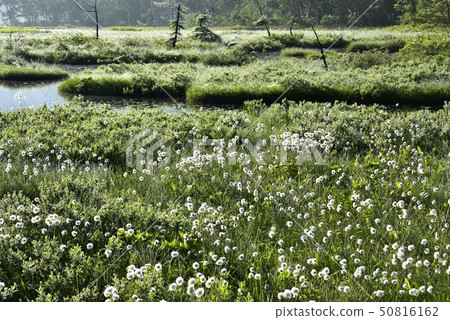 A group of pond weirs and cottongrass in the Ozegahara of morning dew A group of pond weirs and cottongrass in the Ozegahara of morning dew 50816162