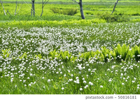 A group of cotton grasses in fresh green Ozegahara 50816181