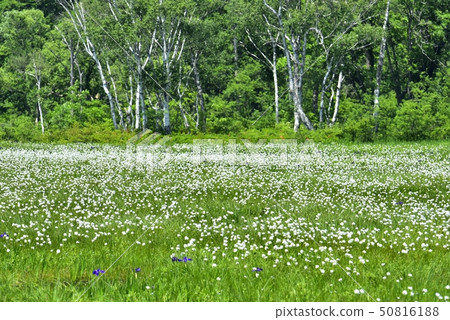 A group of cotton grasses in fresh green Ozegahara A group of cotton grasses in fresh green Ozegahara 50816188