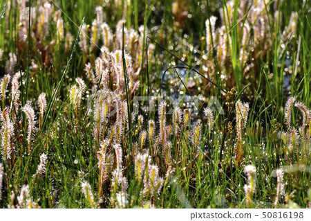 一群摩西在早晨露水的Ozegahara上 50816198