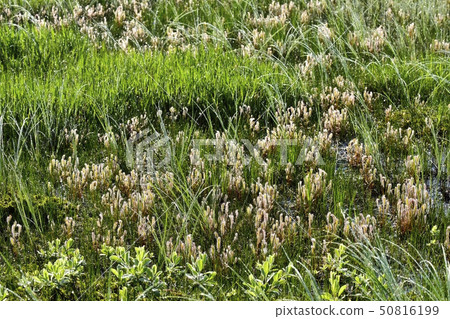 一群摩西在早晨露水的Ozegahara上 50816199