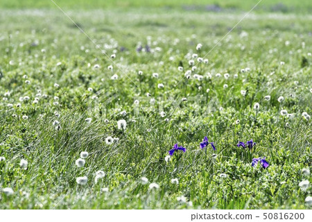牡蠣草和棉花草殖民地在早晨露水Ozegahara 牡蠣草和棉花草殖民地在早晨露水Ozegahara 50816200