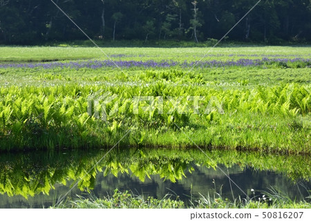 Fresh green osegahara pond pond and oysters 50816207