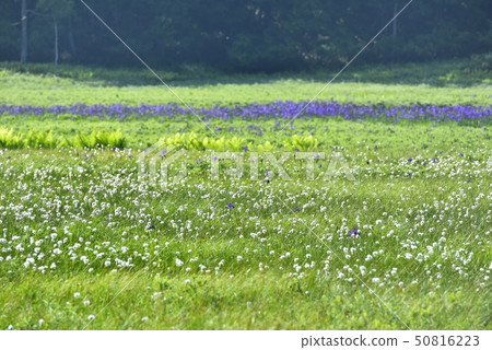 A group of oyster grass and cotton grass in fresh green Ozegahara A group of oyster grass and cotton grass in fresh green Ozegahara 50816223