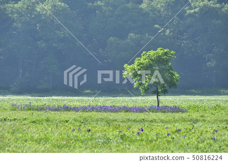 A group of oyster grass and cotton grass in fresh green Ozegahara A group of oyster grass and cotton grass in fresh green Ozegahara 50816224