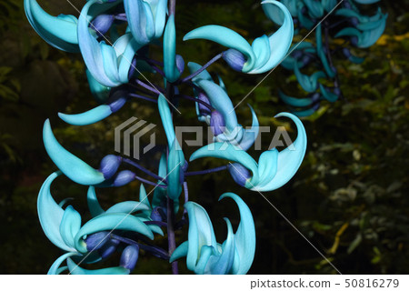 金銀花 金銀花 50816279