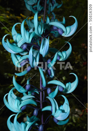 Honeysuckle 50816309