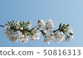 A branch of blossoming cherry against a blue sky 50816313