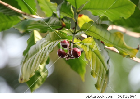 Coffee tree Coffee tree 50816664