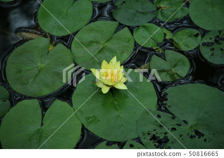 Quiet flower Quiet flower 50816665