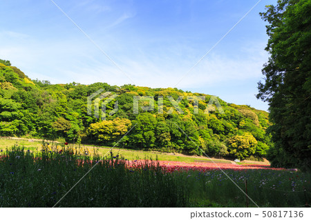 Flower country (early summer) Flower country (early summer) 50817136