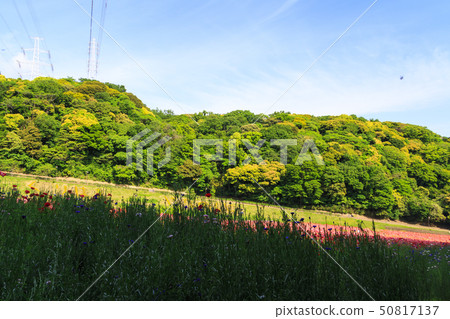 Flower country (early summer) Flower country (early summer) 50817137
